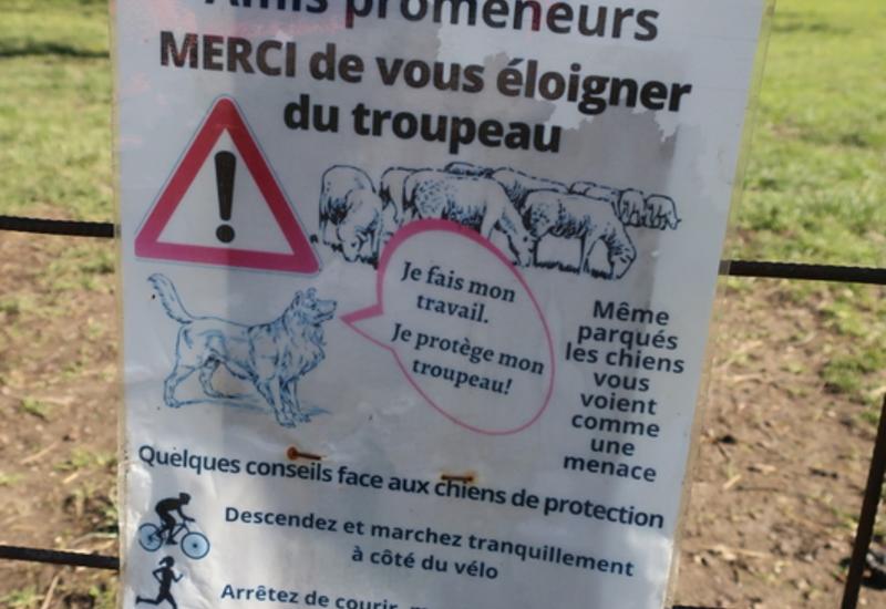 <em class="placeholder">La présence de chiens de protection avec le troupeau implique de bien informer les habitants.</em>