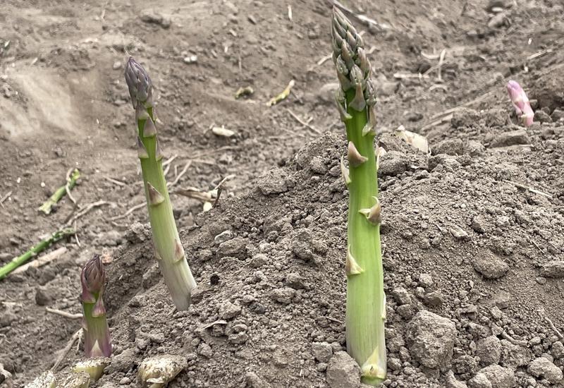 Deux turions d'asperge verte