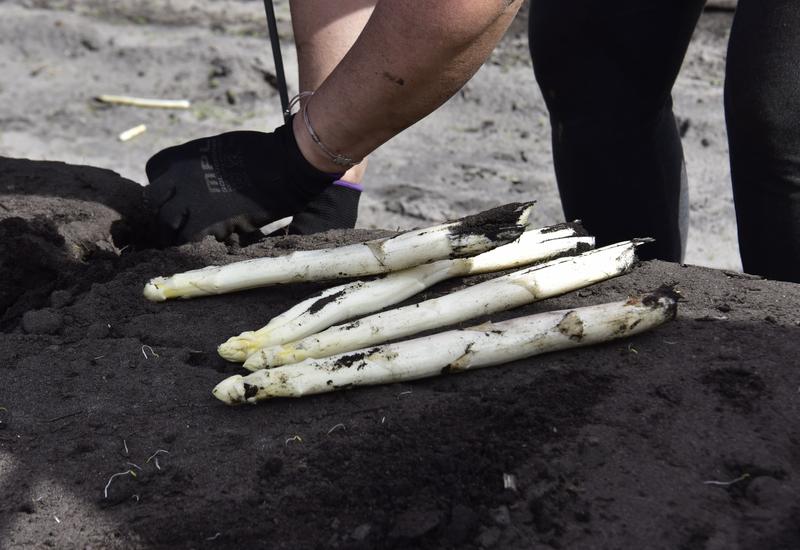 des asperges blanches posées au sol venant d'être récoltées