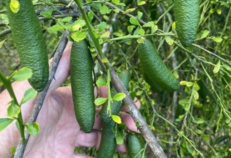 Citrons caviar verts sur l'arbre