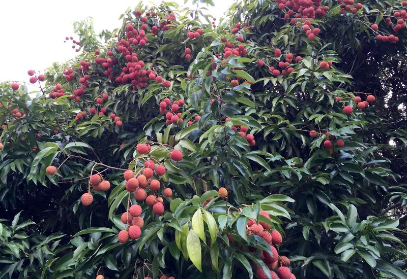 Un arbre de litchis à La Réunion