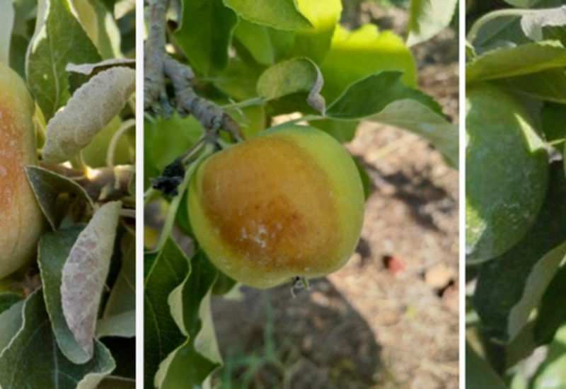 pomme maladie coup de soleil attaque insectes