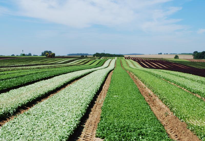 Champ de salade ou jeunes pousses chez Picvert dans la Somme 
