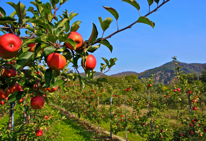 pommier pomme verger feuilles