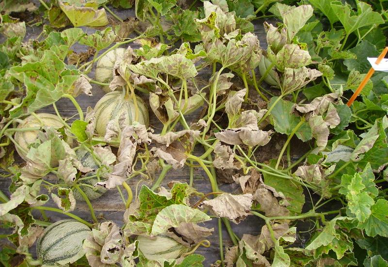 <em class="placeholder">mildiou melon</em>