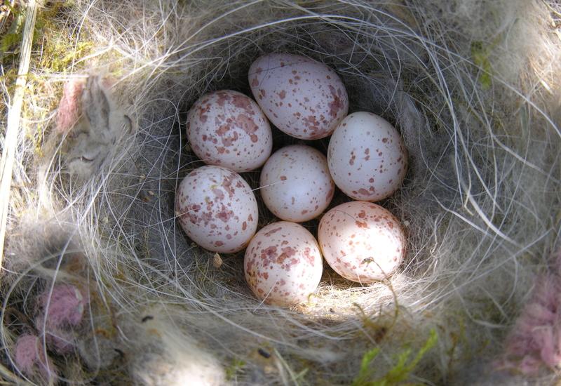 <em class="placeholder">oeufs de mésange charbonnière</em>