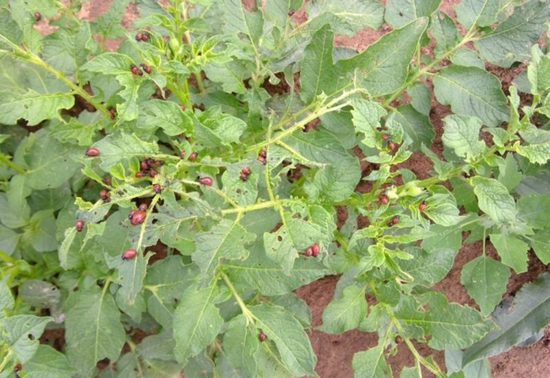 <em class="placeholder">Le doryphore étant un insecte difficile à maîtriser, les stades cibles des substances testées sont les stades les plus vulnérables .</em>
