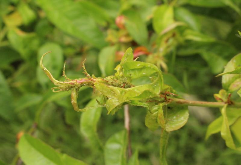<em class="placeholder">Pêche et abricot : l’évaluation variétale en bas-intrants phytosanitaires reste délicate</em>