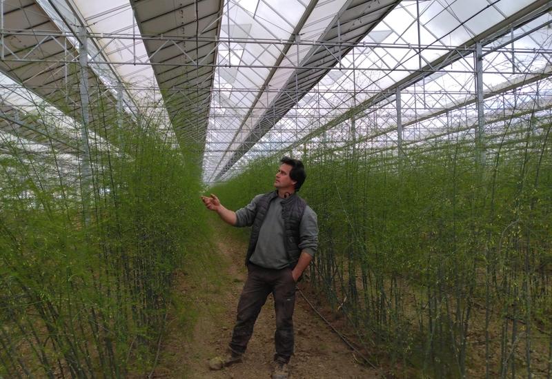 <em class="placeholder">Benoît de Flaujac dans la végétation de sa plantation d&#039;asperges de l&#039;année sous serre photovoltaïque. </em>