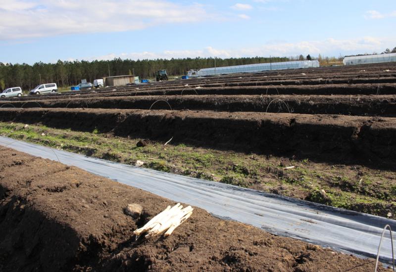 <em class="placeholder">Pour s’assurer d'avoir des asperges en mars, les parcelles sont conduites avec un film de paillage thermosoudé noir + thermique posé sur arceaux. </em>