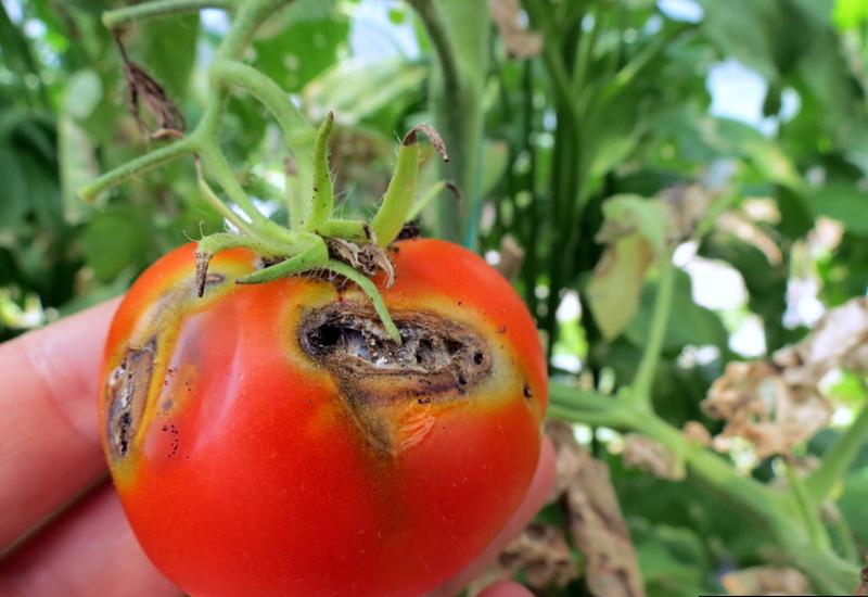<em class="placeholder">dégâts Tuta absoluta sur tomate</em>