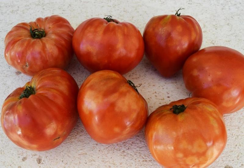 <em class="placeholder">Les dégâts en production sont restreints aux fruits et se caractérisent par de fortes décolorations et des déformations les rendant non commercialisables.</em>