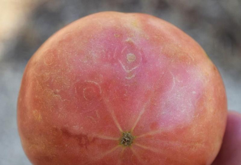 <em class="placeholder">Tomate : Vigilance sur le virus ToFBV</em>
