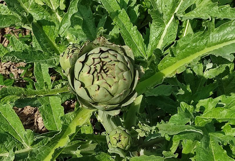 Un artichaut dans une parcelle bretonne.