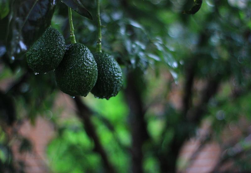 trois avocats sur branche d'avocatier