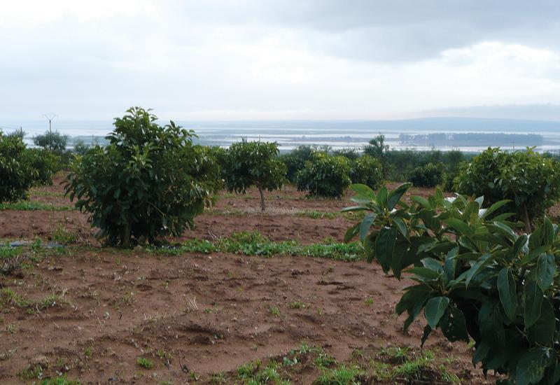 champ d'avocatier en bord de mer. Maroc