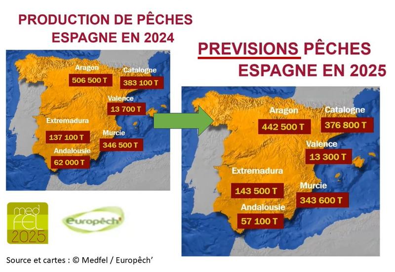 deux cartes qui présentent la production des différentes régions d'Italie en pêche nectarine pour 2024 et prévisionnel 2025