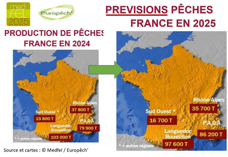 deux cartes présentant les volumes produits de pêches et nectarines selon les régions françaises en 2024 et en prévisionnel 2025