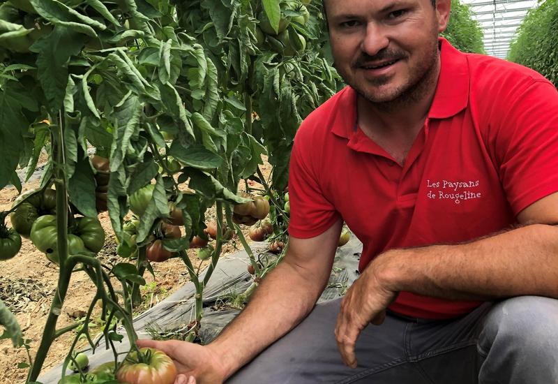 Frédéric Marchesin, producteur de tomates Label Rouge pour les Paysans de Rougeline montrant une tomate dans sa serre.