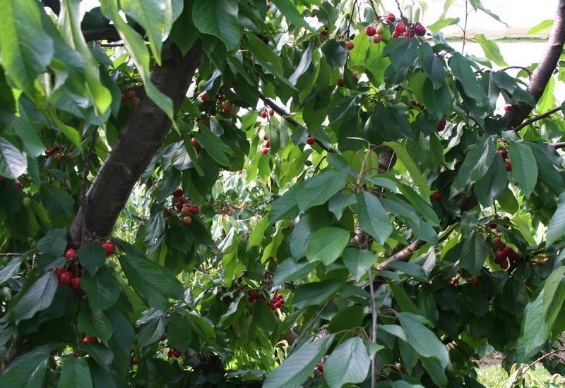 des cerises sur un ceriser. cerises de bessenay