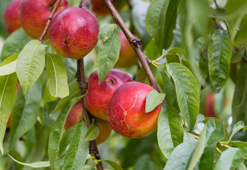 nectarines sur arbre