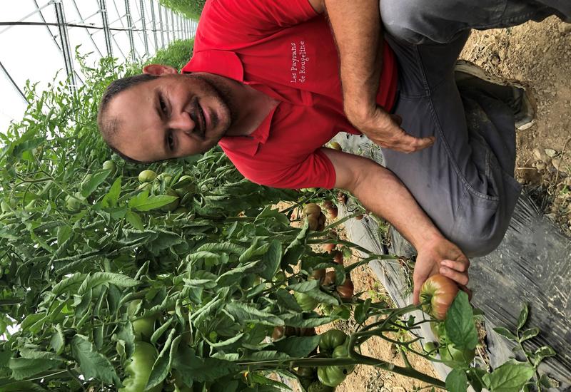 Un producteur agenouillé dans une serre, soutenant dans sa main une tomate en train de pousser