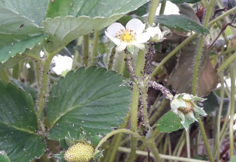 pucerons sur un fraisier en fleurs