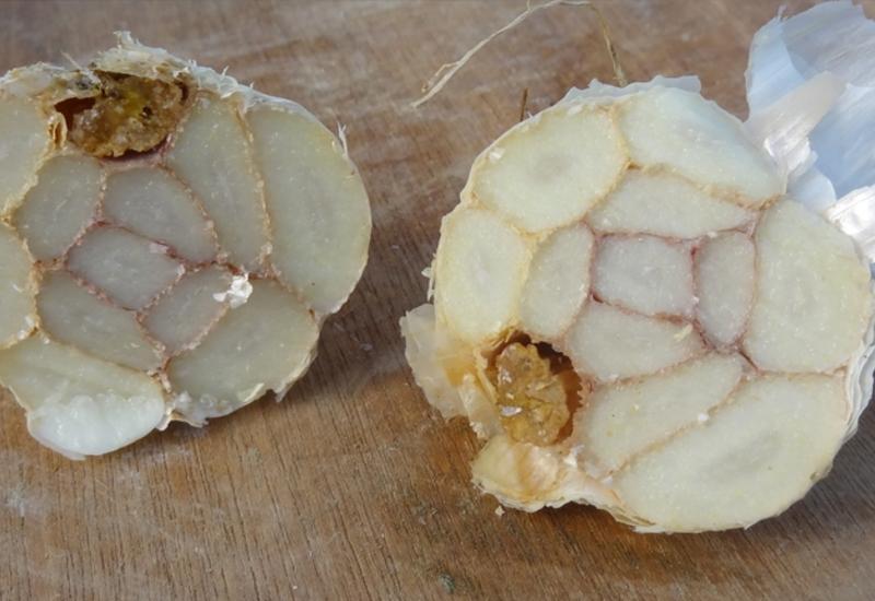 <em class="placeholder">Le projet Garlic a permis de valider une méthode de détection de « Fusarium proliferatum » par PCR digitale.</em>
