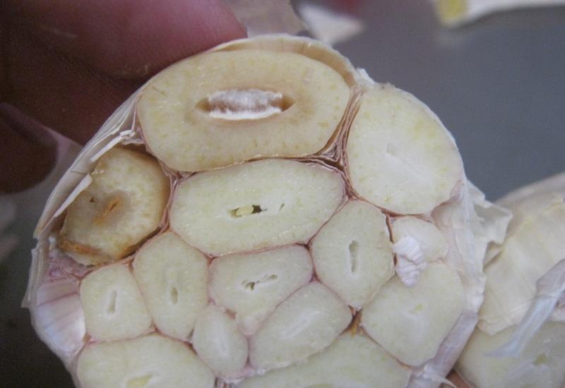 <em class="placeholder">Selon une hypothèse prudente, le champignon pourrait être présent sous forme endophyte dans les tissus de l’ail.</em>