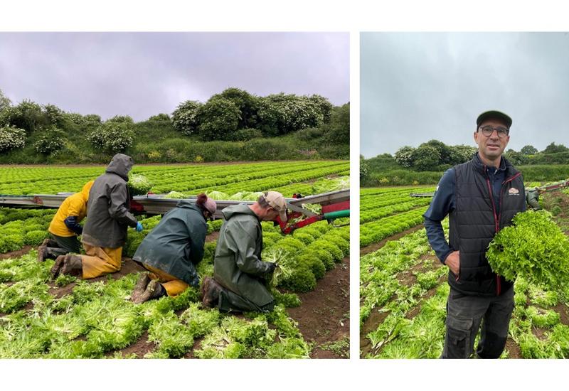 Des employés s'affairent à la récolte de salades dans une parcelle du Gaec Stéphan. A droite, Christian Stéphan, l'un des trois associés du Gaec Stéphan.