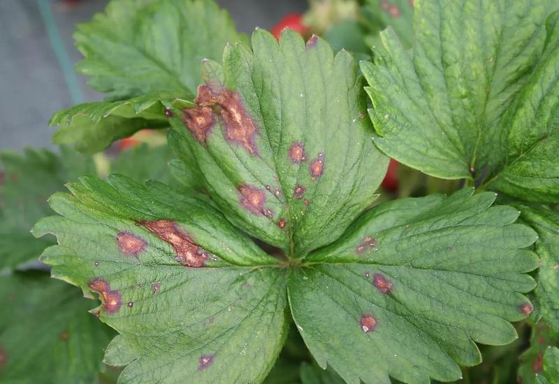 Sur les feuilles et les pétioles, Pestalotiopsis longisetula provoque de petites taches nécrotiques.