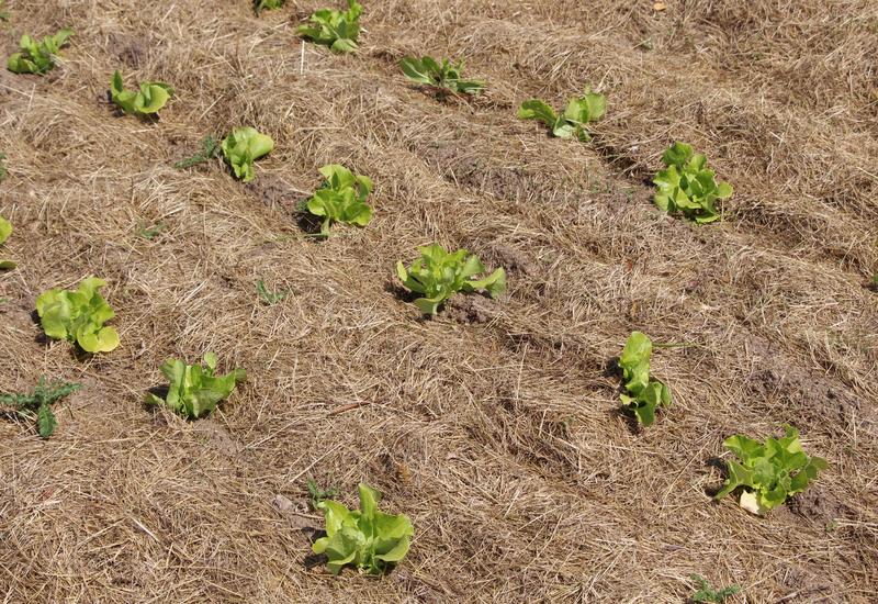 Plantation de salades sous couvert