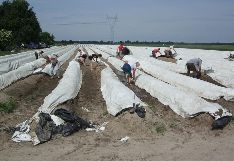 <em class="placeholder">En l'absence de saisonniers ukrainiens, les producteurs d'asperges polonais font appel à des travailleurs originaires du Bangladesh et d'Asie centrale.</em>