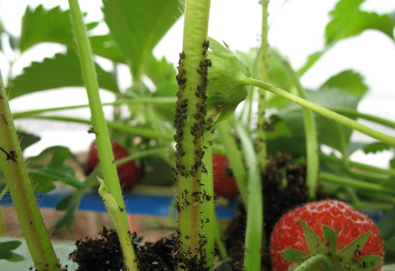 <em class="placeholder">L’Aprel travaille sur deux approches contre les pucerons : des produits de biocontrôle et des auxiliaires de culture.</em>