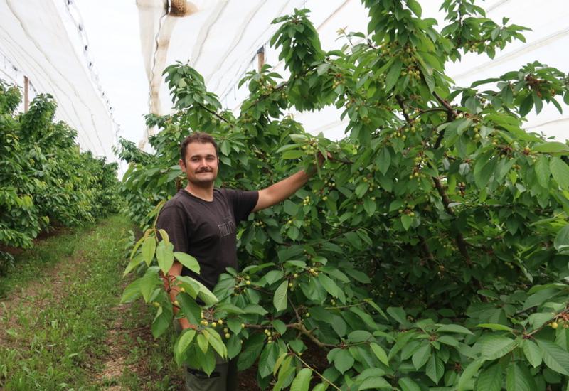 <em class="placeholder">Dimitri Piraud, producteur de cerises dans le Rhône, a installé des vergers 100 % sous couverture intégrale.</em>
