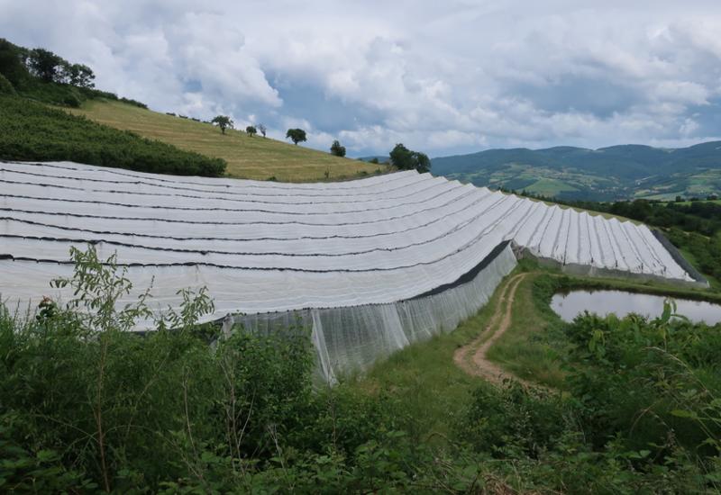 <em class="placeholder">Bâches sur verger de cerises en pente dans la région de Bessenay dans le Rhône chez Dimitri Piraud.</em>