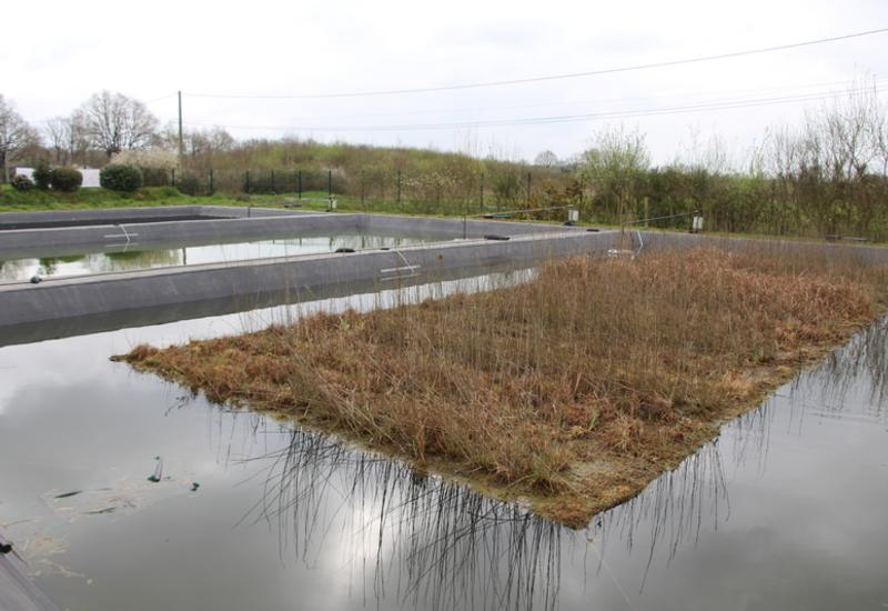 <em class="placeholder">La couverture végétalisée ne couvre que 50 % de la surface du bassin, soit à peu près la surface en fond de bassin, pour que les plantes aient toujours leurs racines ...</em>