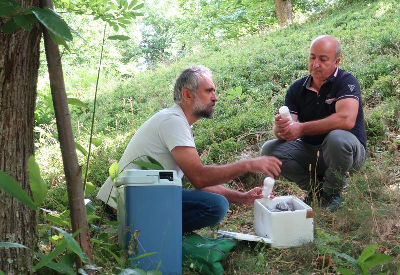 Producteur de myrtilles et ingénieur de l'INRAE préparent  préparent un lâcher de Ganapsis kimorum pour lutter contre Drosophila suzukii à Saint-Julien-du-Gua en Ardèche. 