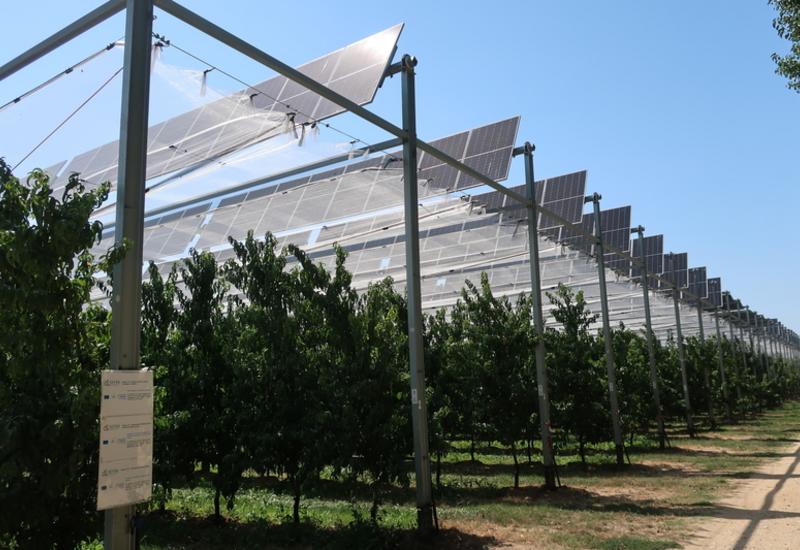 <em class="placeholder">Verger agrivoltaïque expérimental en pêches et abricots de la Sefra.</em>