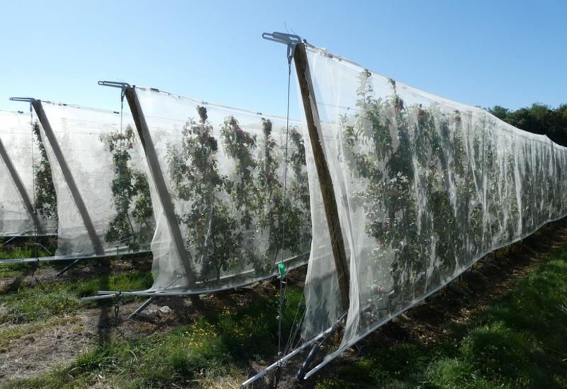 <em class="placeholder">Verger de pommes dit piéton (à hauteur d'homme) avec des filets anti-insectes dans le verger Beauvallon de Pomanjou à Seiches-sur-le-Loir (Maine-et-Loire).</em>