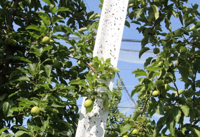 <em class="placeholder">Bande enduite pour piégeage massif d'hoplocampe du pommier dans un verger de pommes.</em>