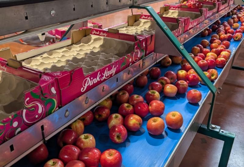 <em class="placeholder">Ligne de conditionnement avec des pommes Pink Lady dans la station fruitière de Pomanjou à Verrières-en-Anjou dans le Maine-et-Loire.</em>