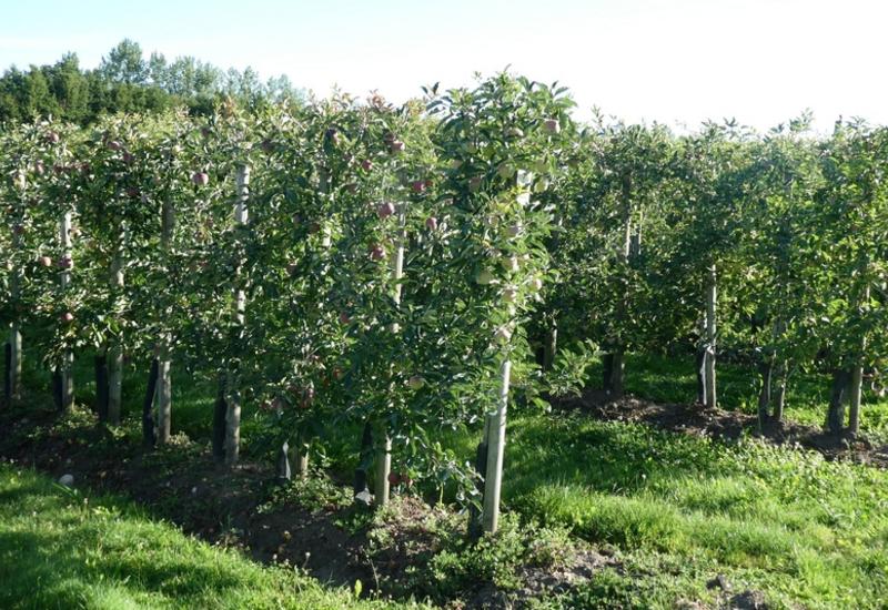 <em class="placeholder">Création variétale : verger de pommes </em>