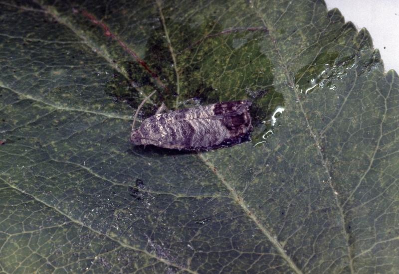 <em class="placeholder">Un adulte de carpocapse, Cydia pomonella, sur une feuille de pommier. </em>