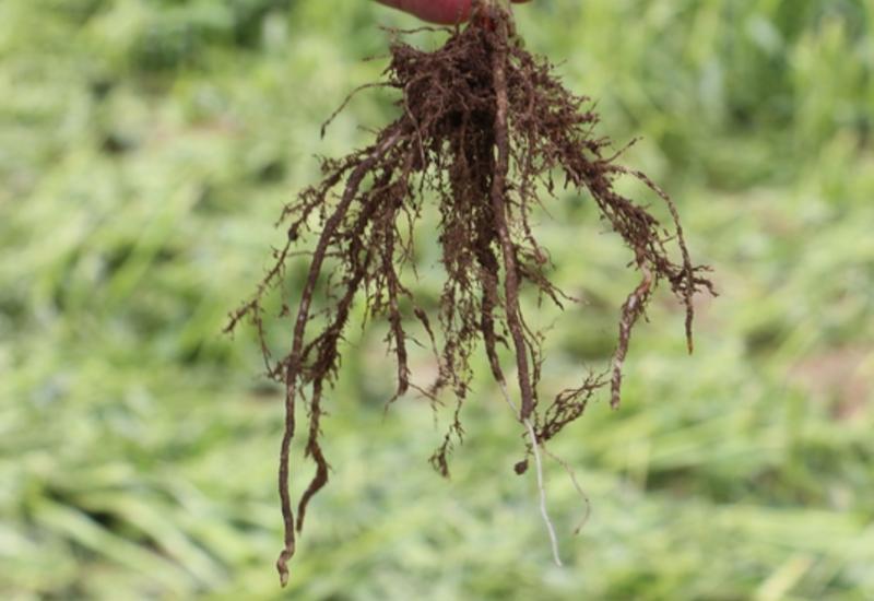 <em class="placeholder">Racines d&#039;un plant de sorgho.</em>