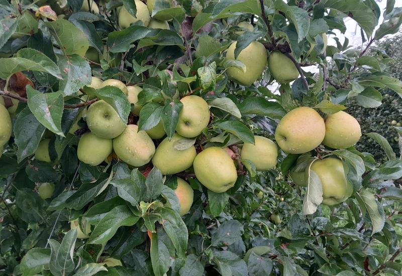 <em class="placeholder">Des pommes golden dans un verger. </em>