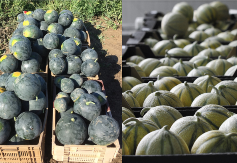 <em class="placeholder">Récolte de pastèques et de melons.</em>