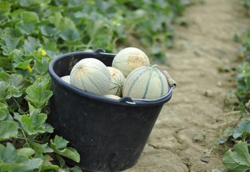 <em class="placeholder">Un seau en plastique noir, dans un champ, avec à l'intérieur des melons. </em>