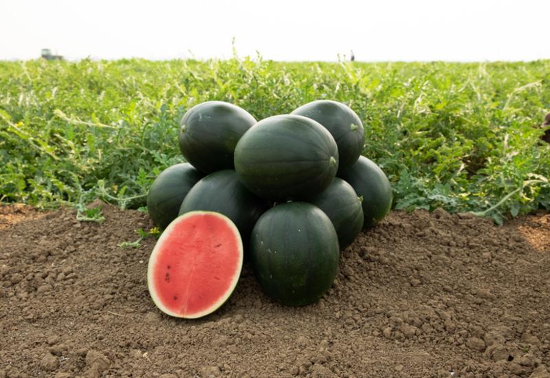 <em class="placeholder">Pastèques de la variété Takemi.</em>