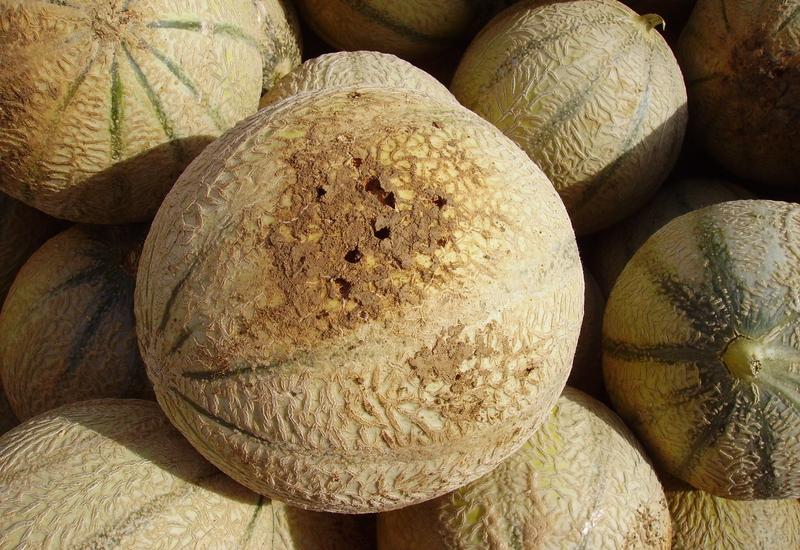 <em class="placeholder">Un melon perforé par des larves de taupin. </em>
